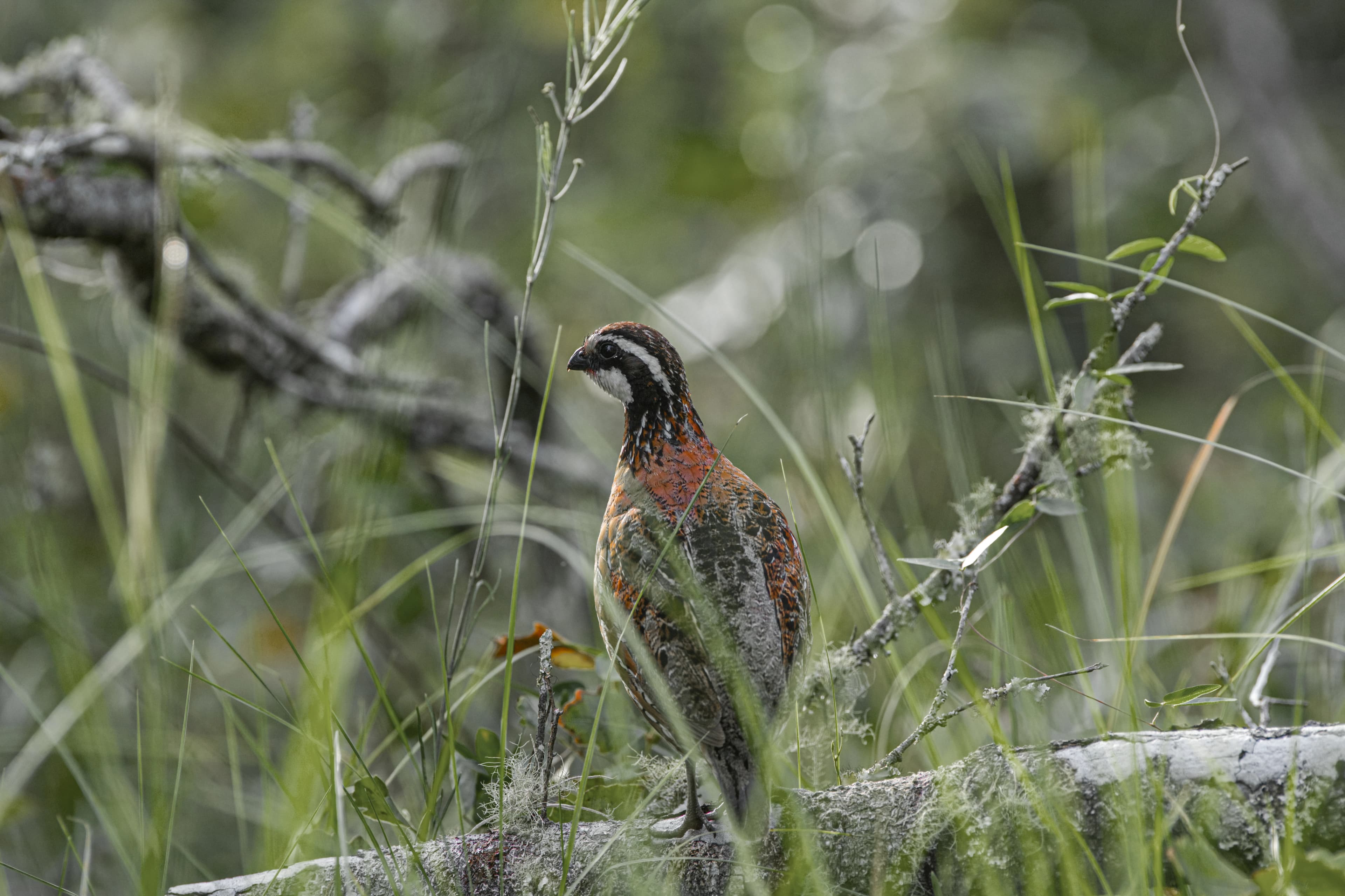 Bringing important game and non-game species back to your land