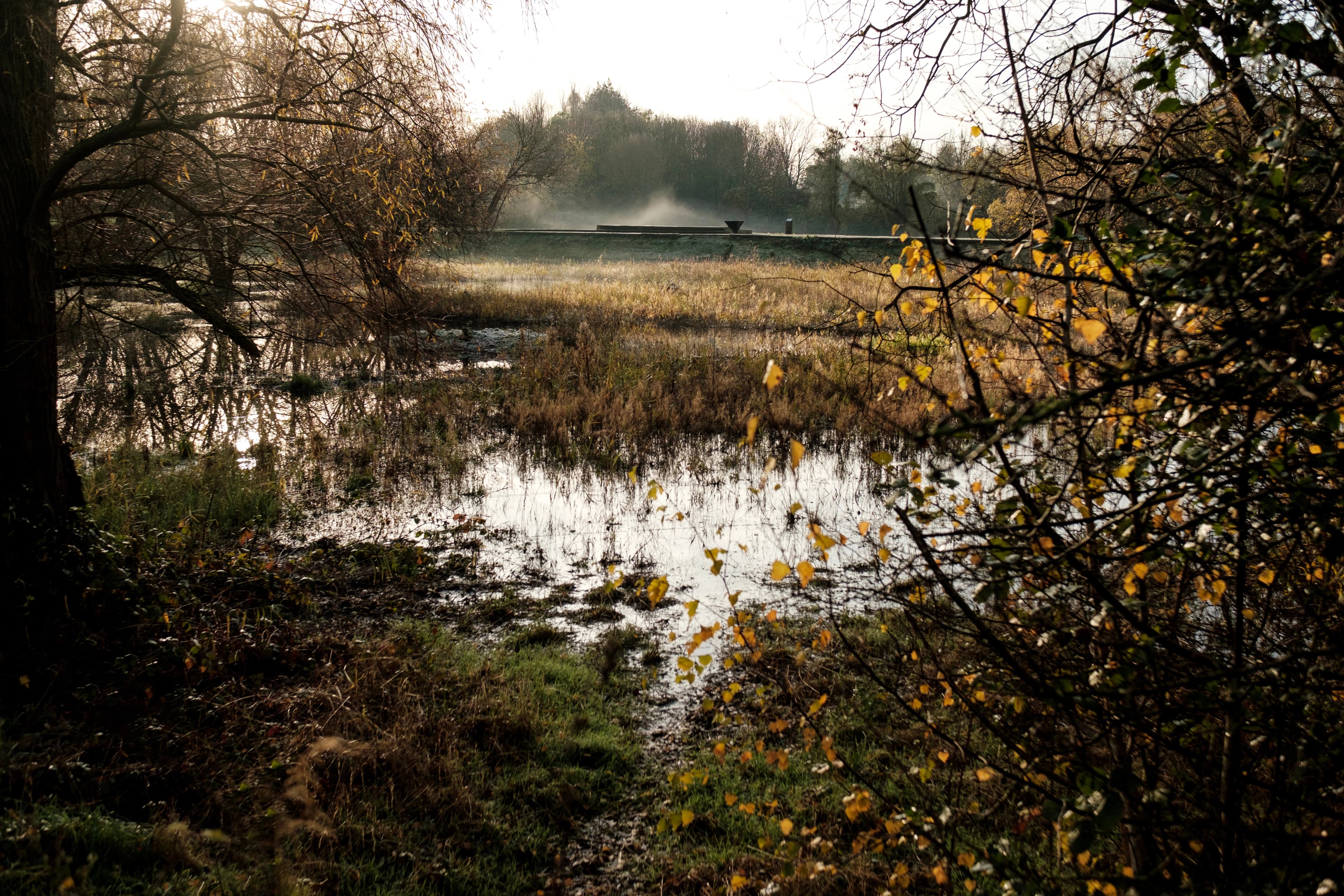 Creating bigger, healthier, more connected bottomland hardwoods in timber stands