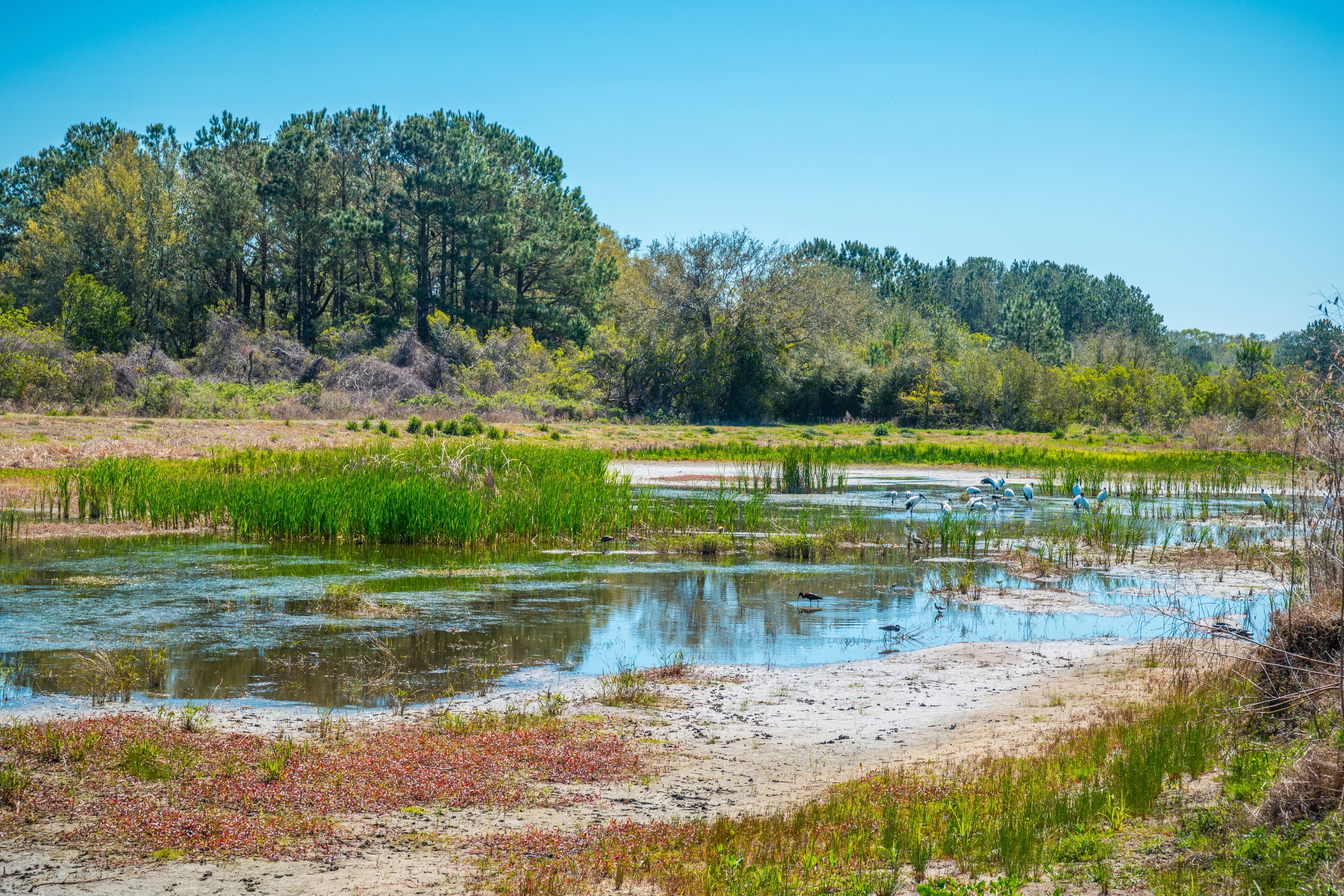 Creating and improving waterfowl habitat